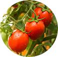 Luzes Led Tomato Grow