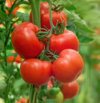 Luzes Led Tomato Grow