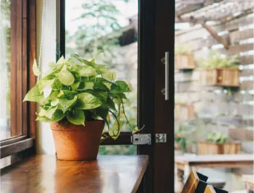 Crescer luz para plantas de interior