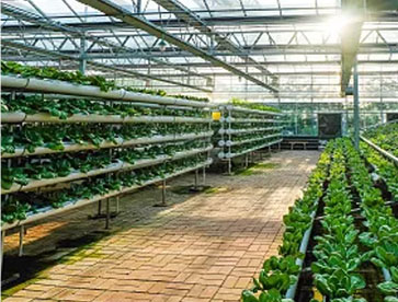 Led Grow Lights para agricultura vertical