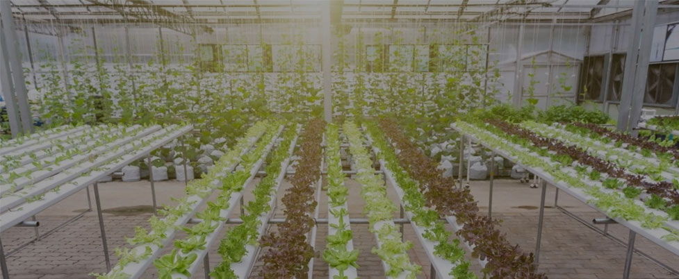 Você pode deixar crescer luzes em 24 horas por dia para vegetais