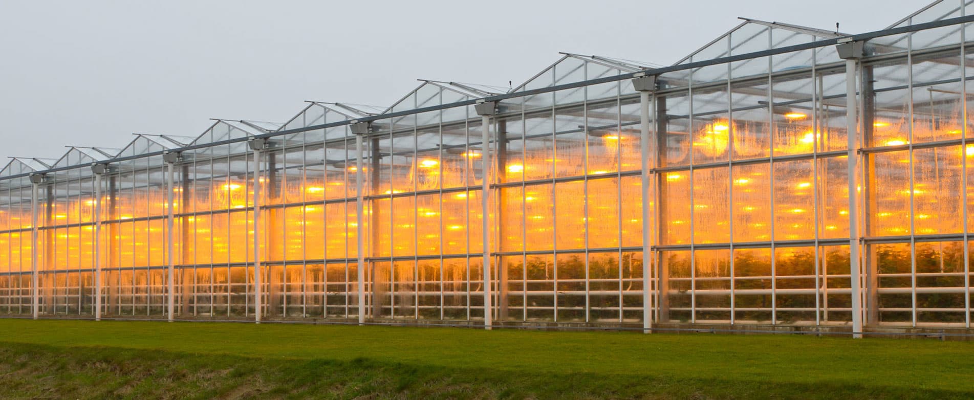 Led Grow Lights para agricultura vertical